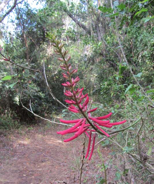 Слика од Erythrina herbacea L.