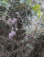 Image de Salvia leucophylla Greene