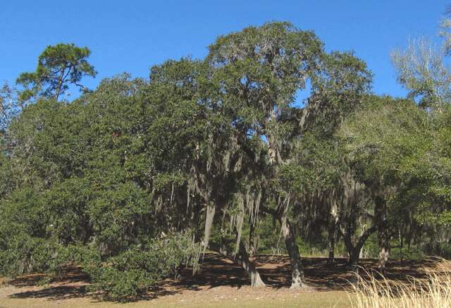 Image of Southern Live Oak