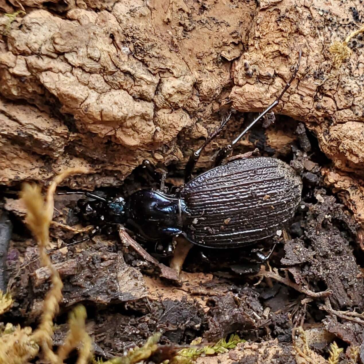 صورة Sphaeroderus bicarinatus (Le Conte 1853)