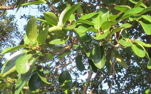 Ficus aurea Nutt.的圖片