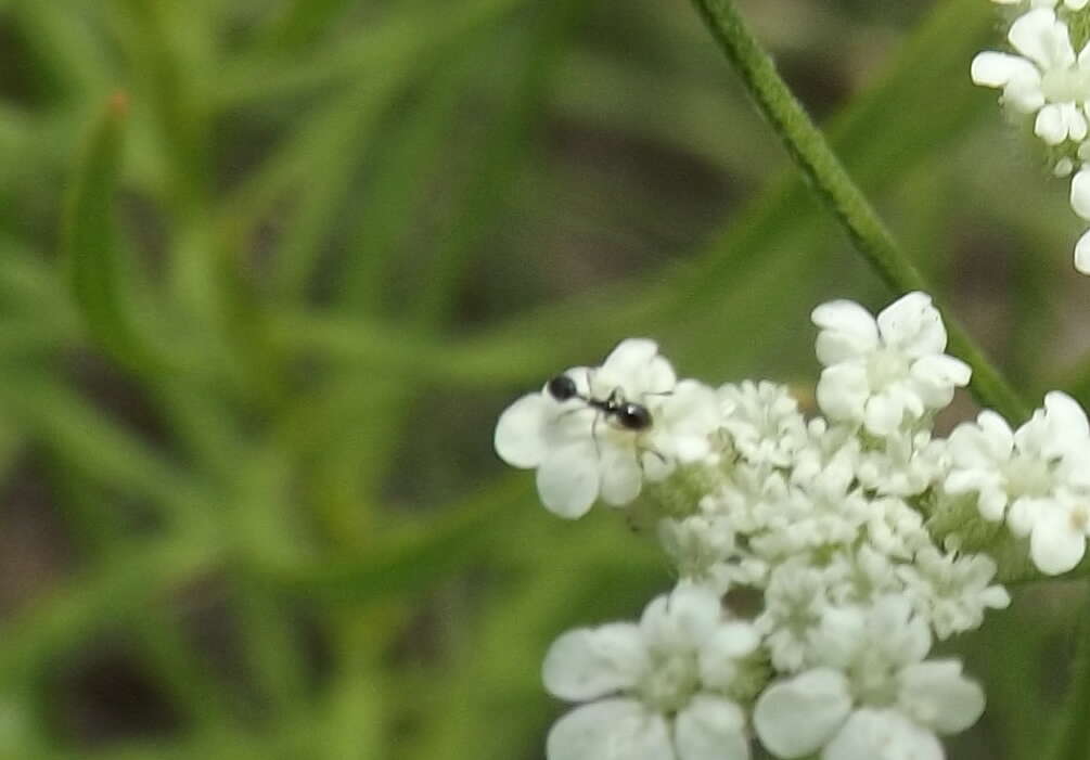 Image of prairie bishop