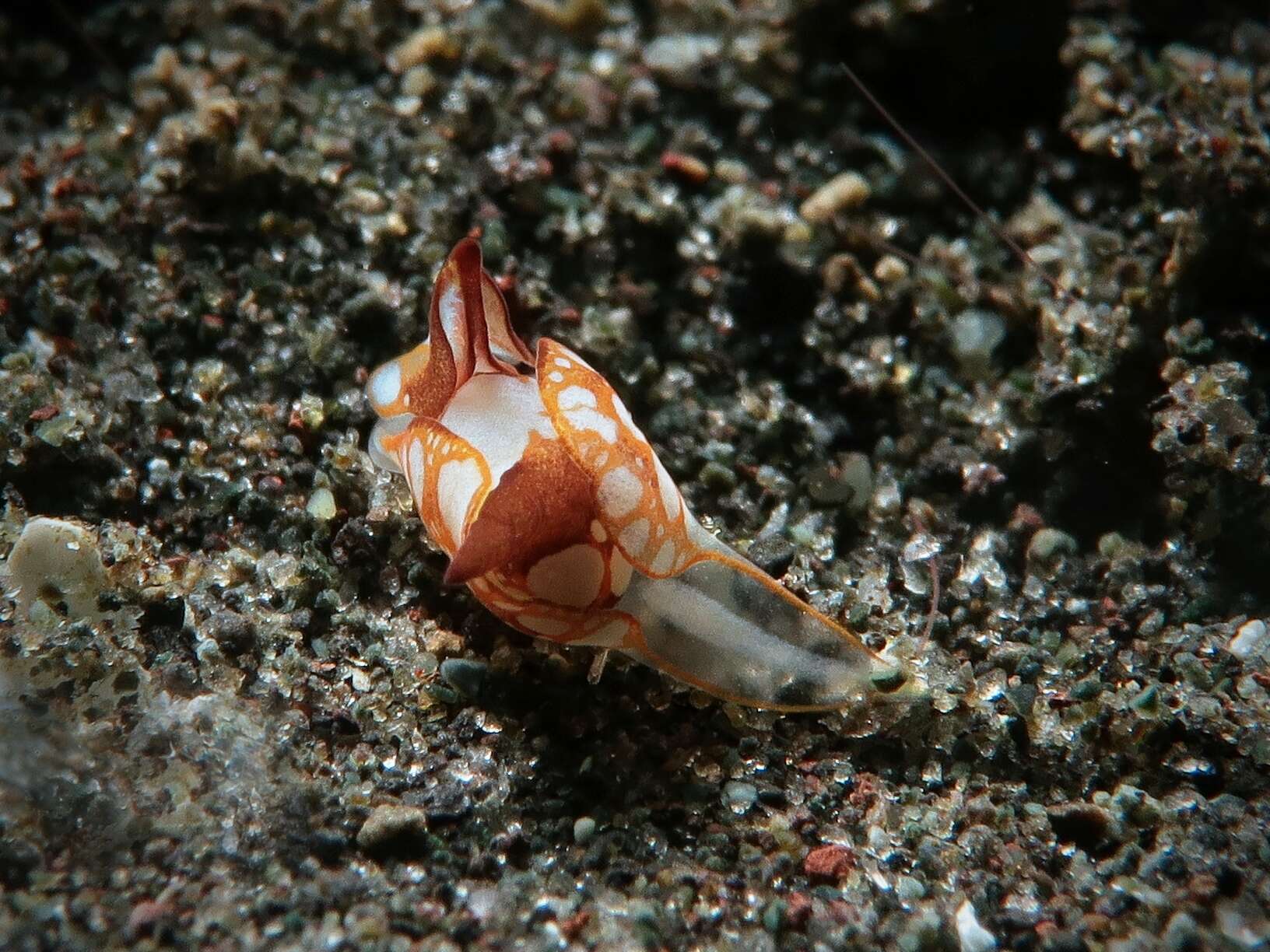 Image of Siphopteron nakakatuwa Ong & Gosliner 2017