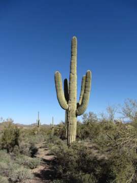 Image of saguaro