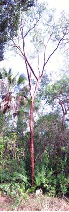 Image of gumbo limbo