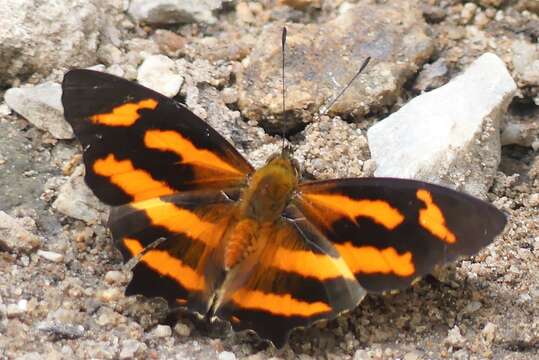 Image of Himalayan jester