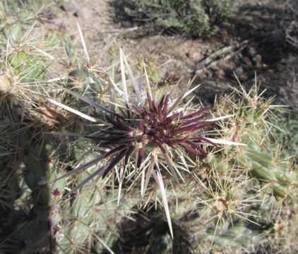 Imagem de Cylindropuntia acanthocarpa (Engelm. & J. M. Bigelow) F. M. Knuth