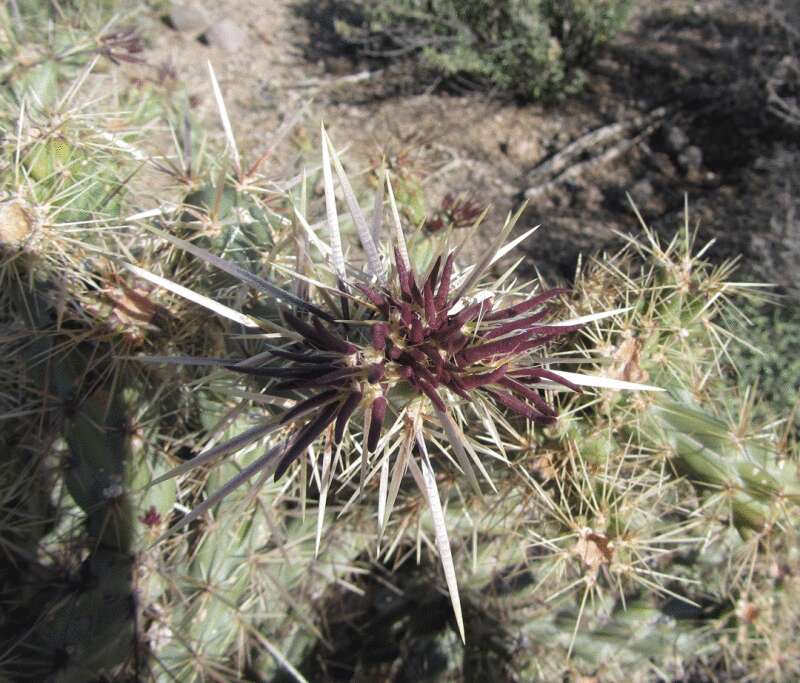 Image of buck-horn cholla