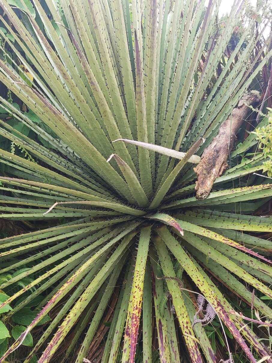 Image de Puya hamata L. B. Sm.