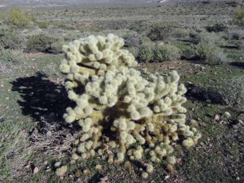 Image of teddybear cholla