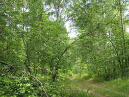 Image of Bird Cherry