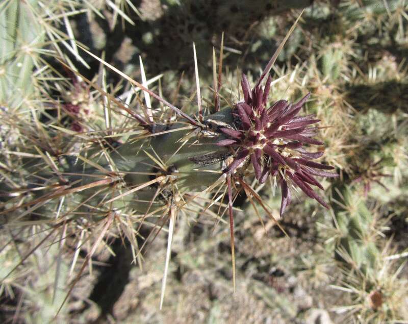 Imagem de Cylindropuntia acanthocarpa (Engelm. & J. M. Bigelow) F. M. Knuth