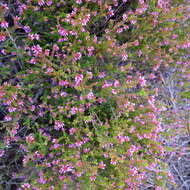 Imagem de Erica radicans subsp. radicans