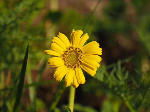 Sivun <i>Arnica unalaschcensis</i> var. <i>tschonoskyi</i> kuva