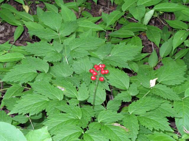 Imagem de Actaea rubra (Ait.) Willd.