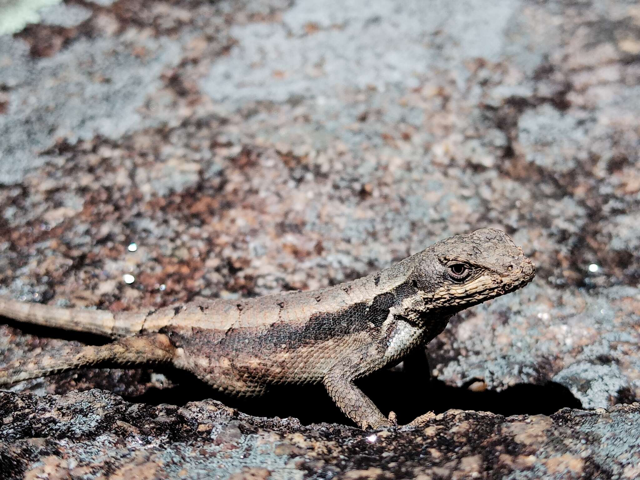 Image of Upland Long-tailed Spiny Lizard