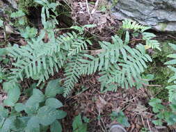 Image of Polypodium interjectum Shivas