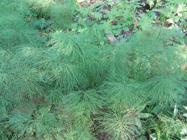 Image of Wood Horsetail