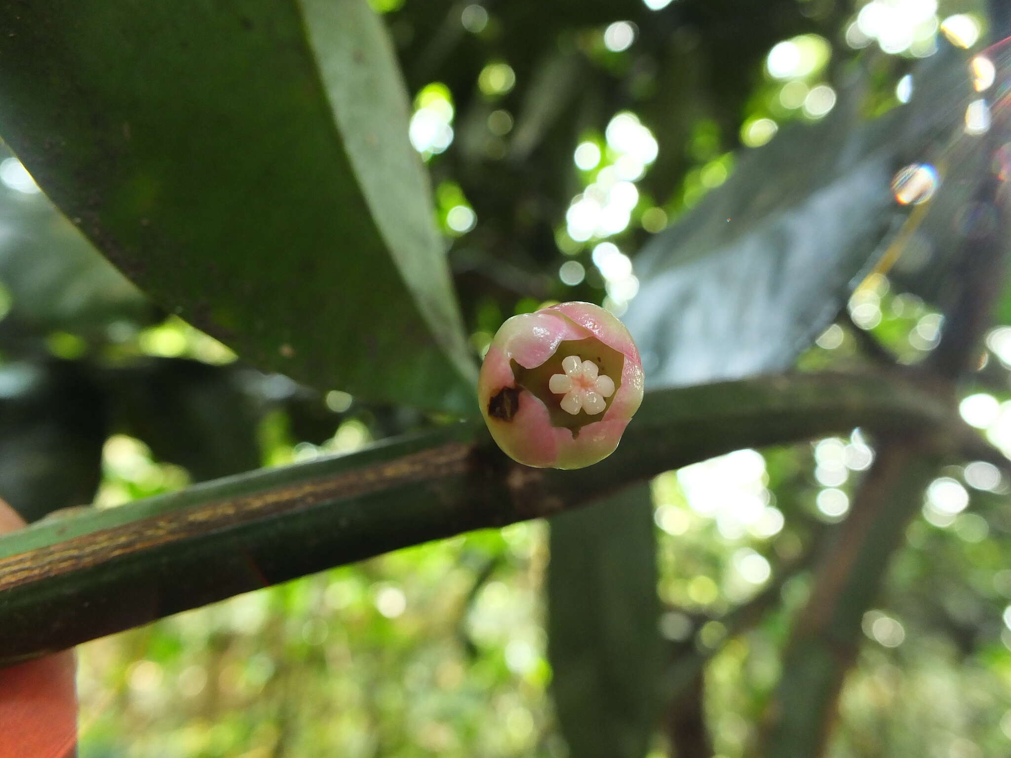 Image of Garcinia talbotii Raiz.