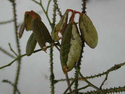 Imagem de Phyllonorycter ledella (Walsingham 1889)