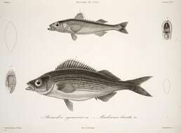 Plancia ëd Mendosoma lineatum Guichenot 1848