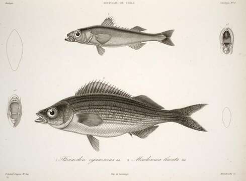 Image of Mendosoma