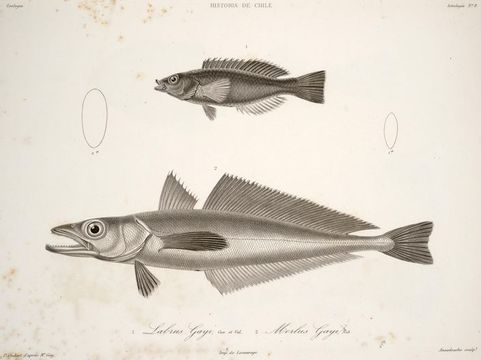 Image of Chilean hake