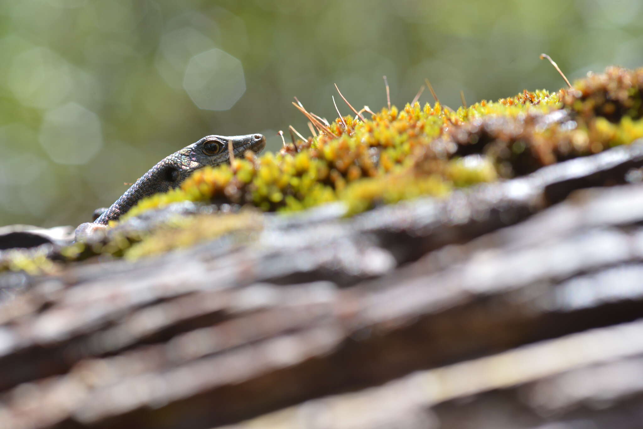 Image of Southern Whiptailed Skink