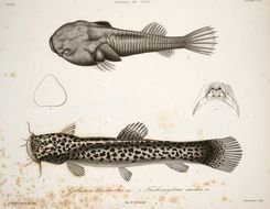 Image of Big catfish