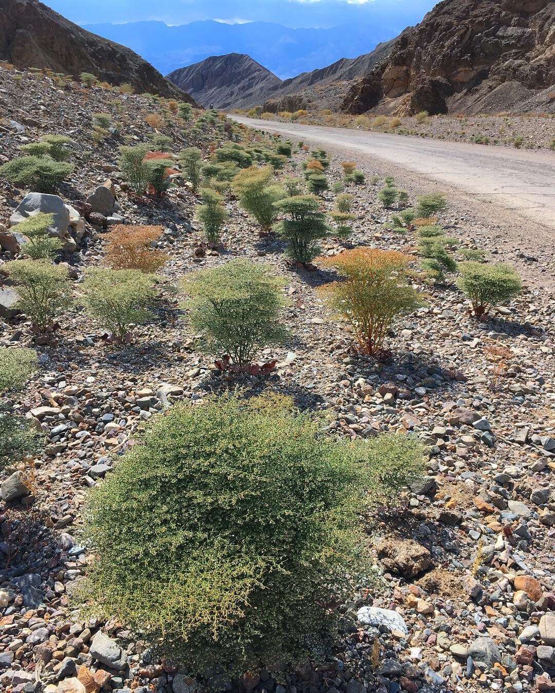 Image de Eriogonum rixfordii S. G. Stokes