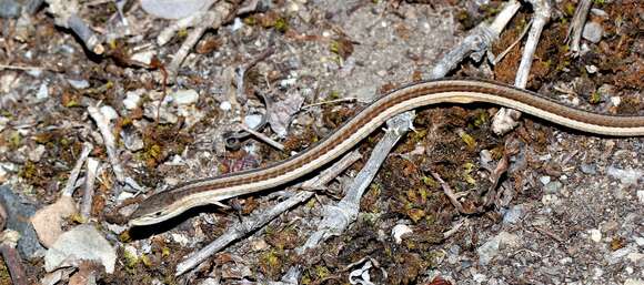 Image of Cape grass lizard