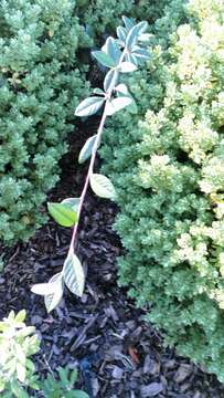 Image of Cotoneaster coriaceus Franch.