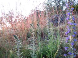 Imagem de Echium vulgare L.