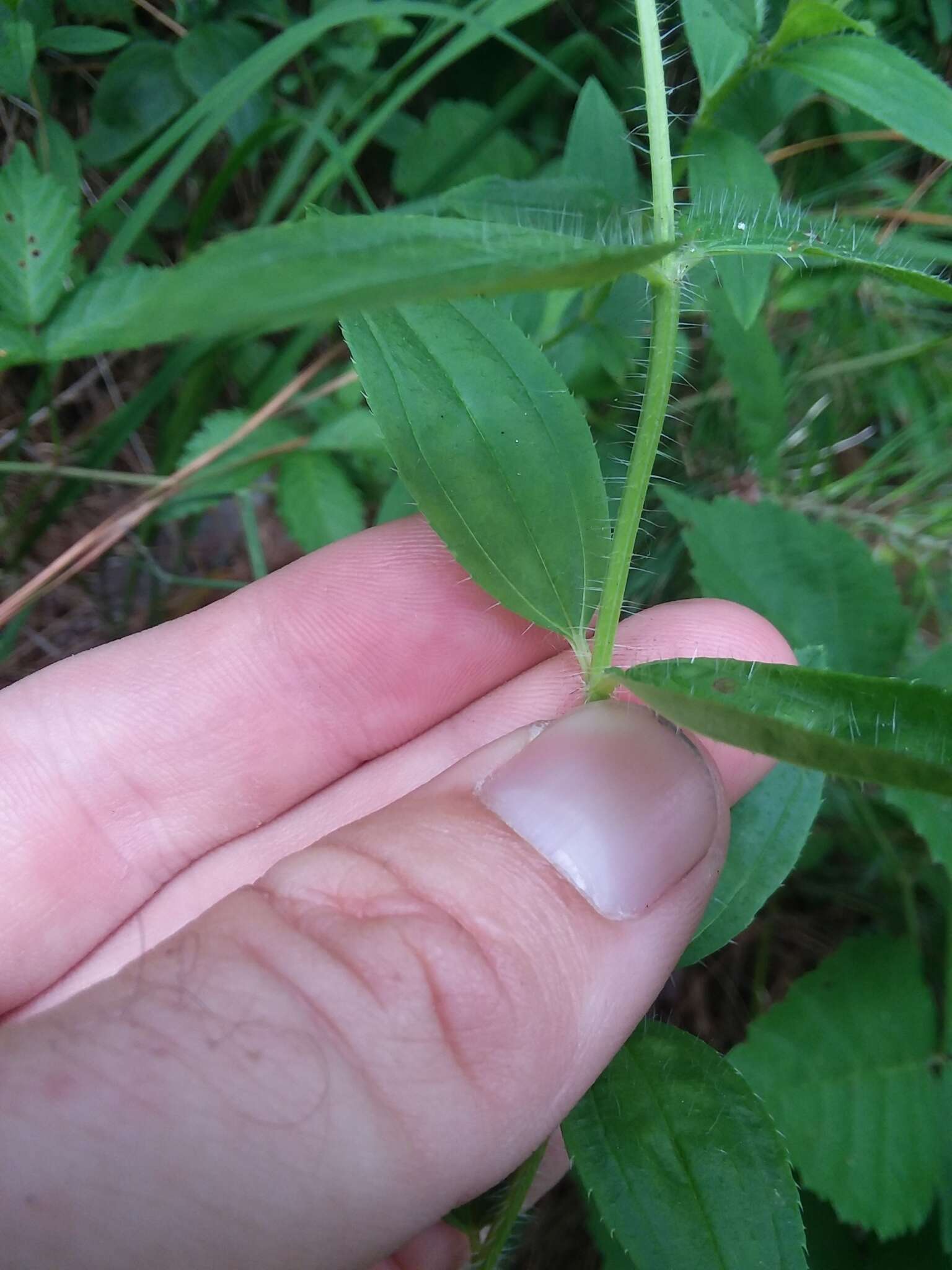 Imagem de Rhexia mariana var. interior (Pennell) Kral & Bostick