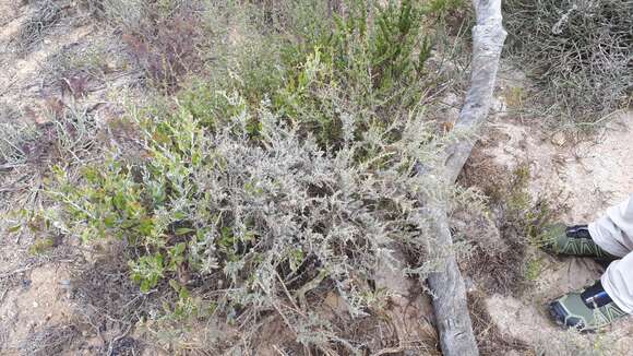 Plancia ëd Aspalathus acanthophylla Eckl. & Zeyh.