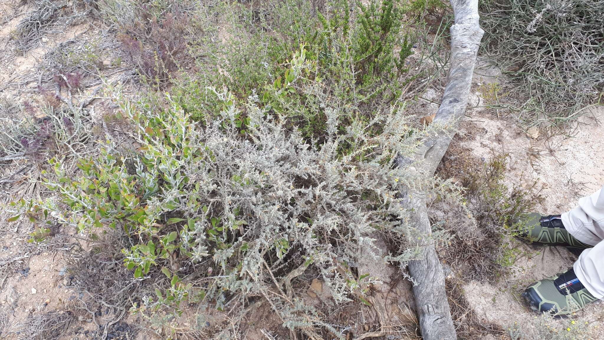 Слика од Aspalathus acanthophylla Eckl. & Zeyh.