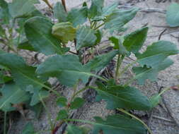 Rumex roseus L. resmi