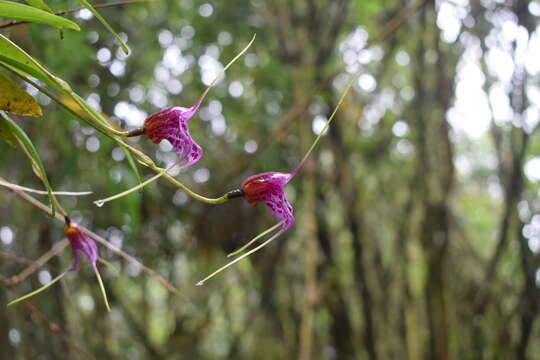 Image of Masdevallia chaparensis T. Hashim.