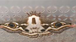 Image of Southern Marbled Emperor