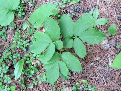 Aralia nudicaulis L.的圖片