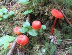 Image of Hygrocybe miniata (Fr.) P. Kumm. 1871