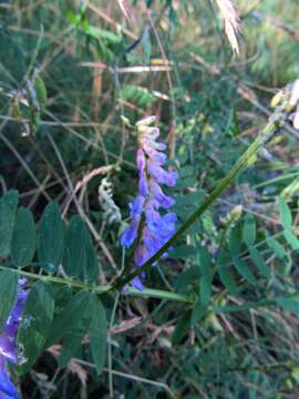 Image of bird vetch