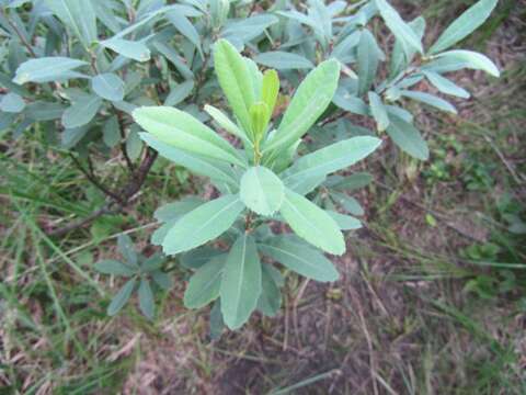 Image of Bog-myrtle