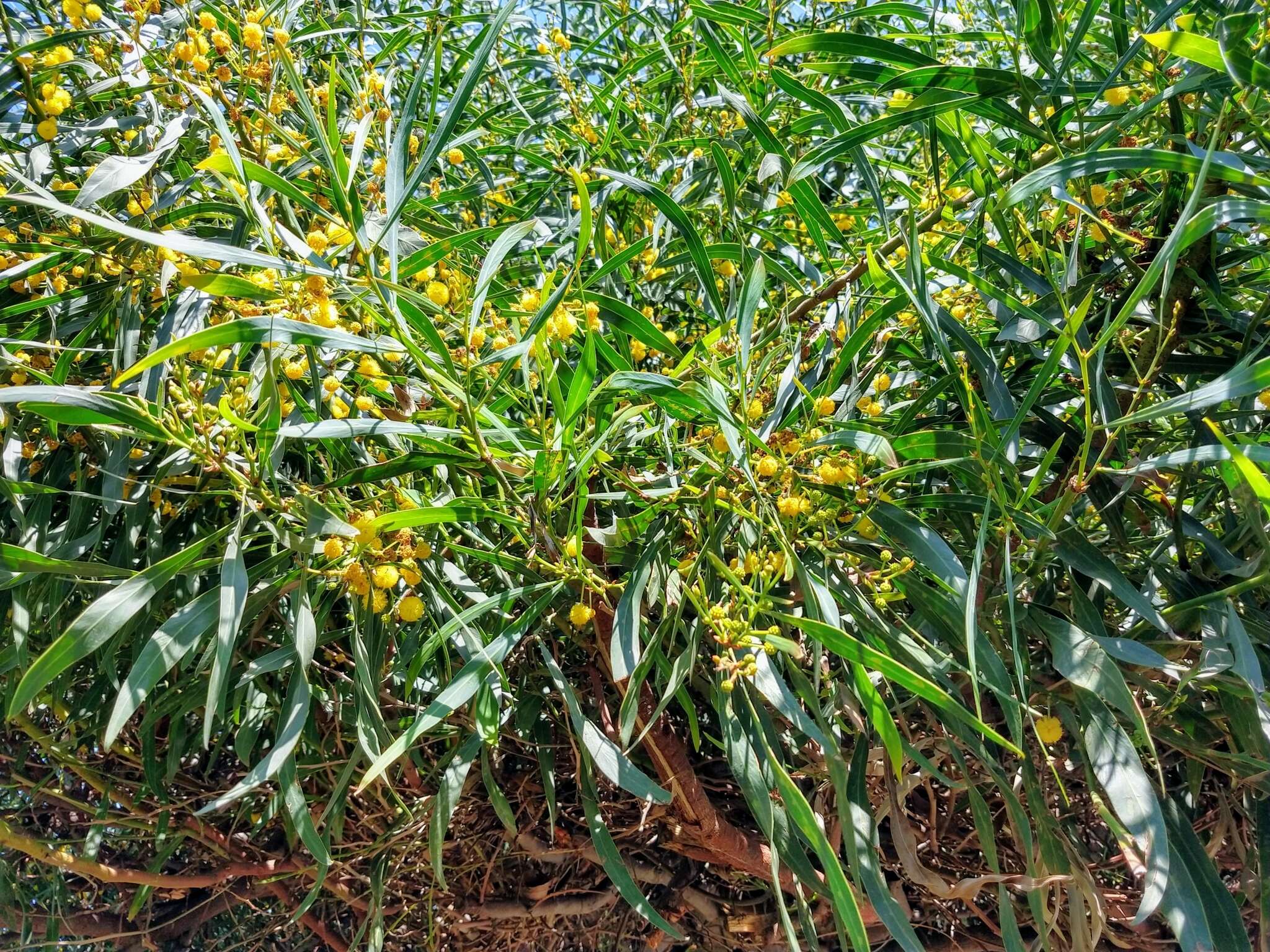 Image of water wattle