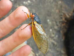 Image of Decim Periodical Cicada