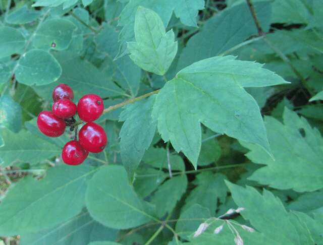 Imagem de Actaea rubra (Ait.) Willd.