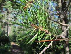 Image of jack pine