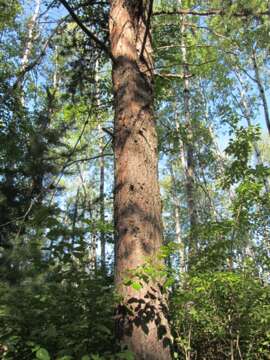 Image of jack pine