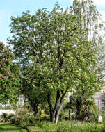 Image of European horse chestnut