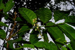 Image of Dysoxylum hongkongense (Tutcher) Merr.